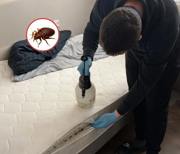 Technicien traitant un matelas contre les punaises de lit à Vienne-en-Arthies